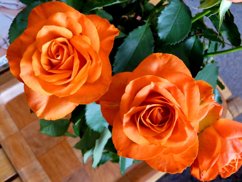 roses
