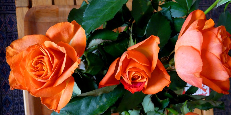 roses