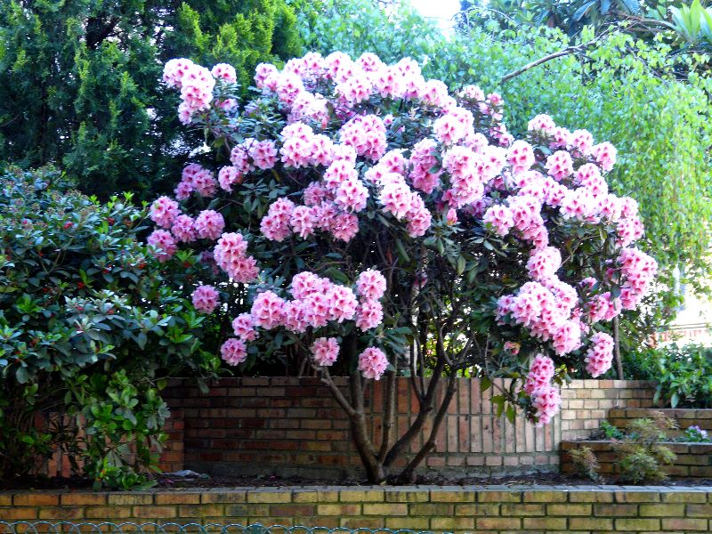 fleurs