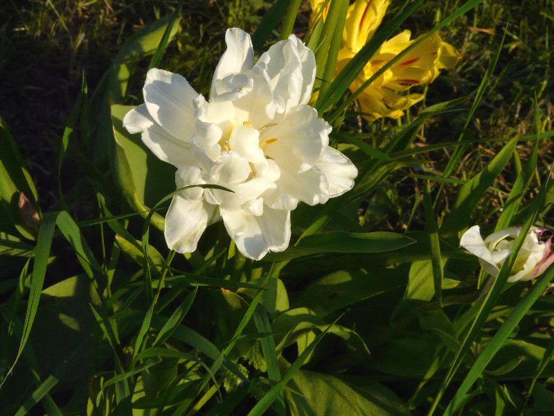 tulipe