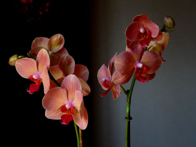 orchidee
