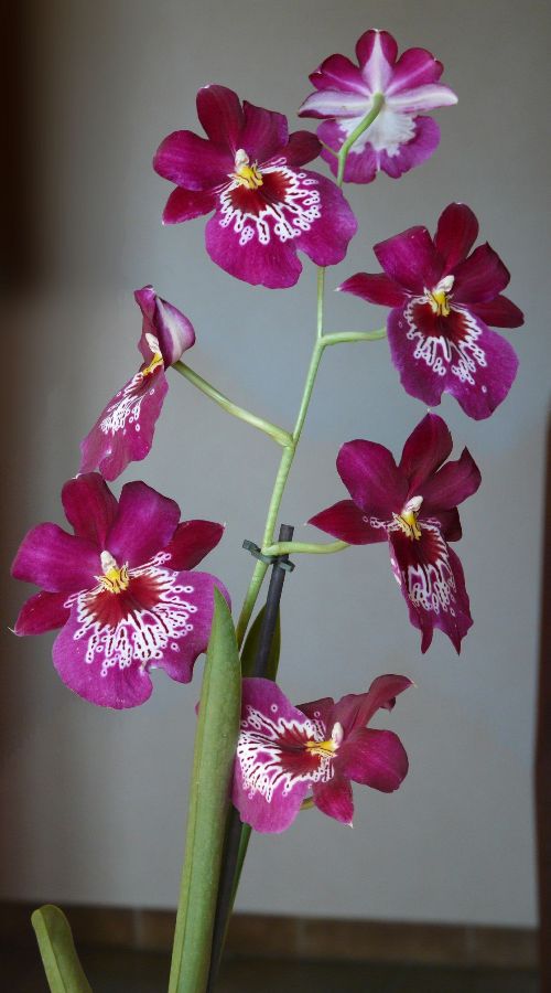 orchidee