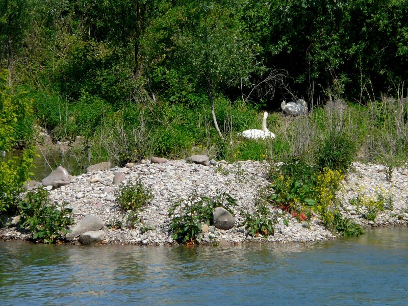 cygne