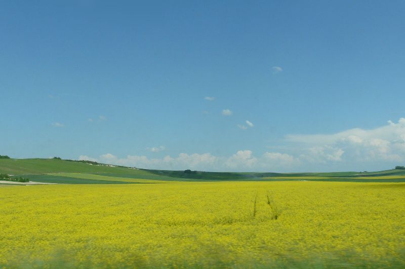 Colza