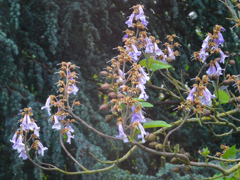 polovnias