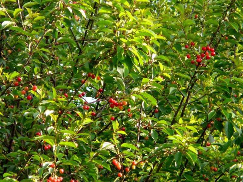 cerises