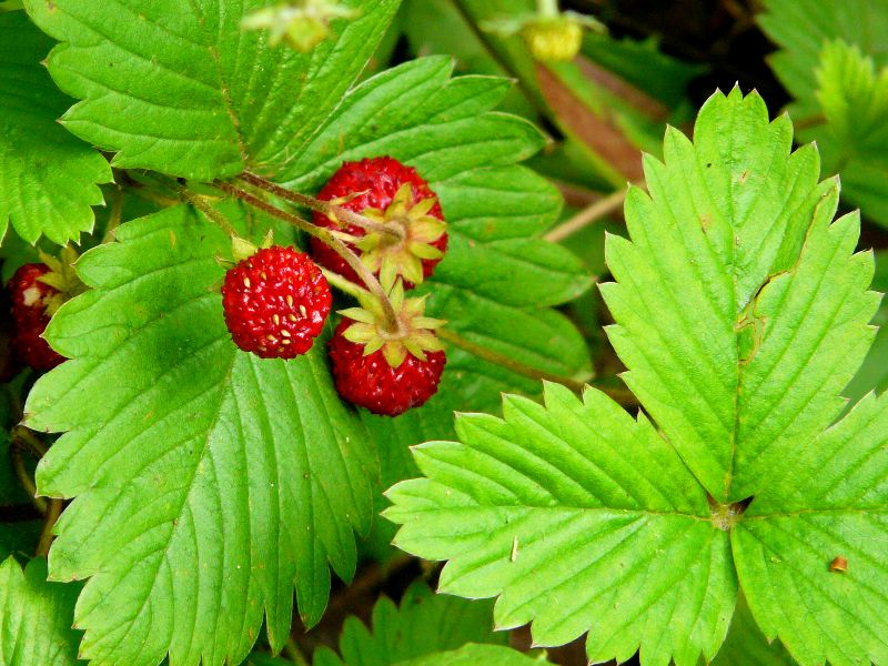 fraises des bois
