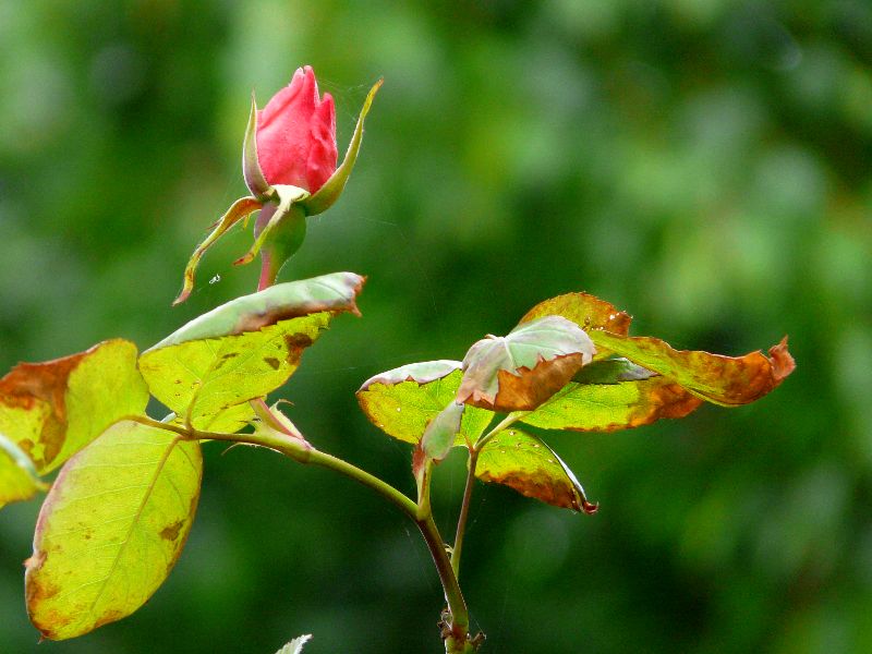 rose