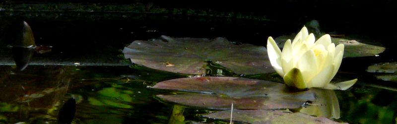 lotus