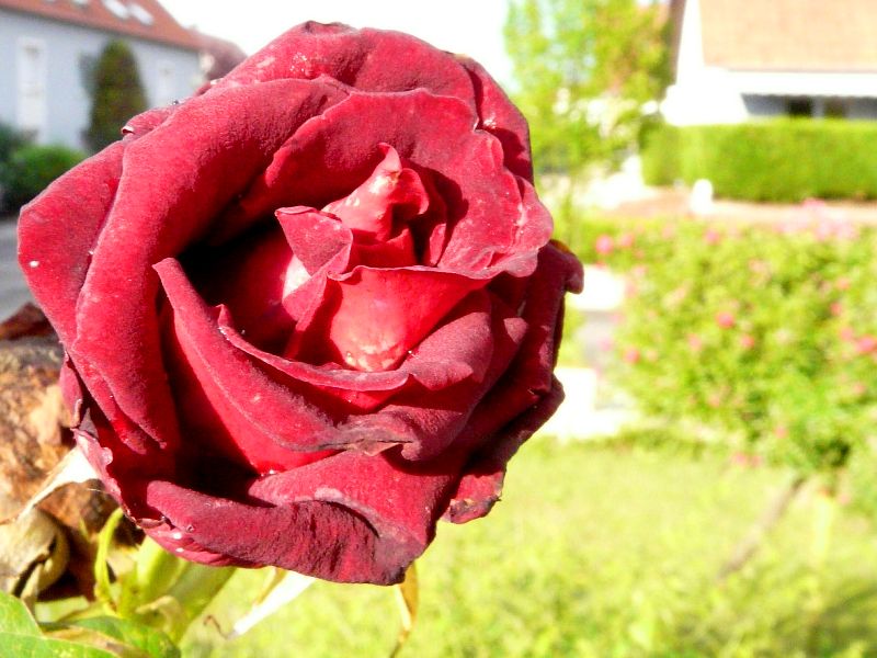 rose