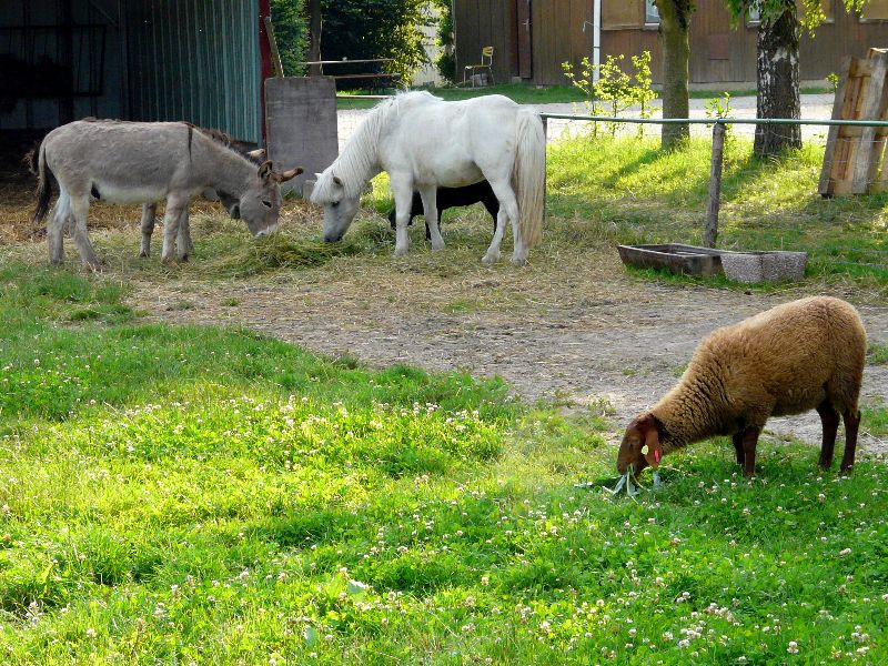 animaux