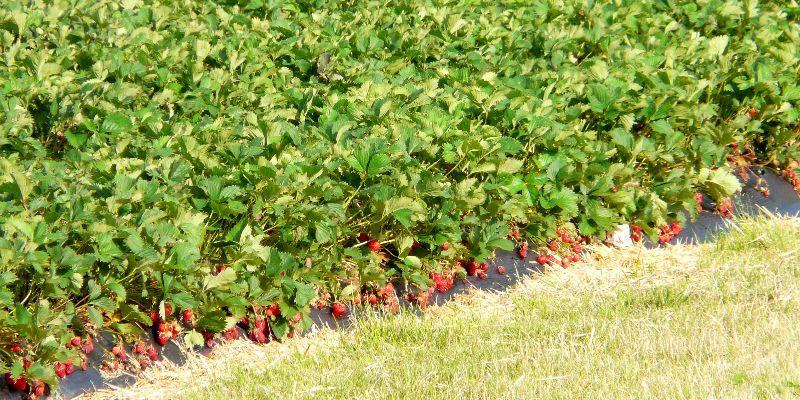 fraisiers
