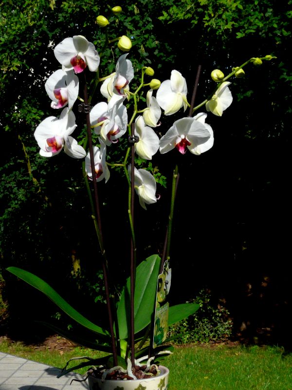 orchidees