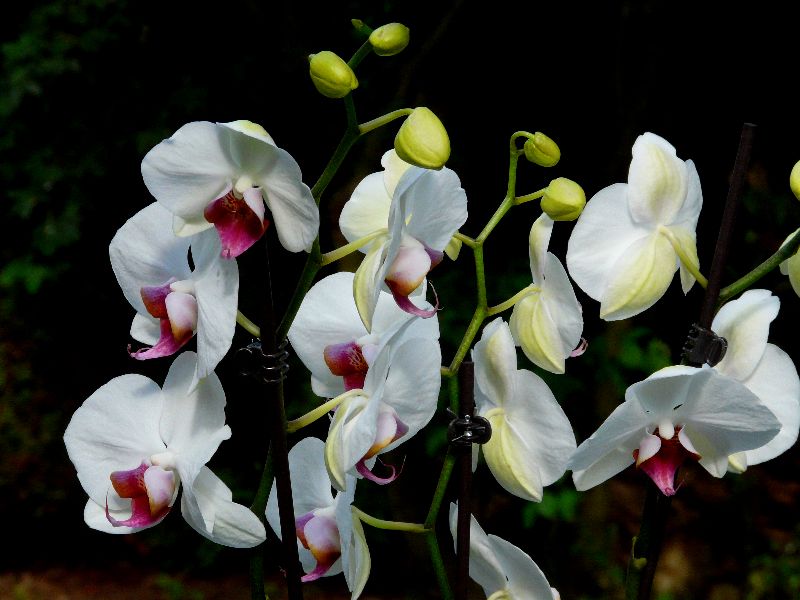 orchidees