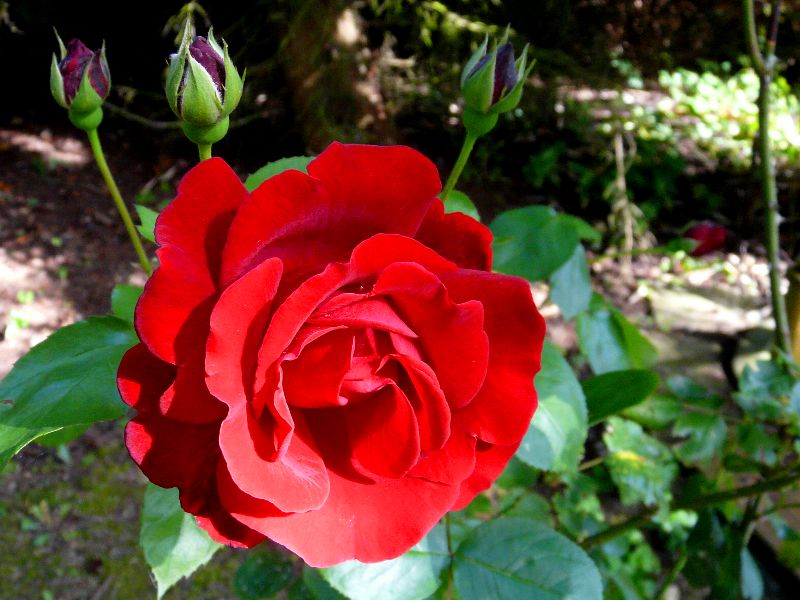 roses