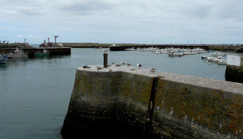 mouettes