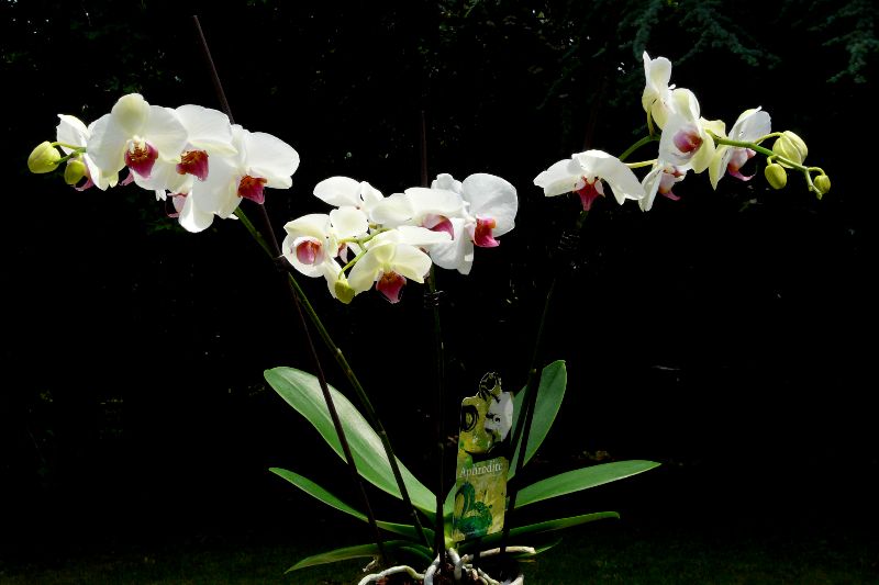 Orchidees