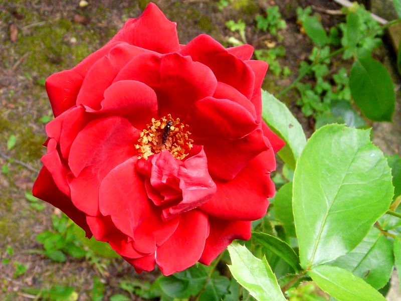 Rose