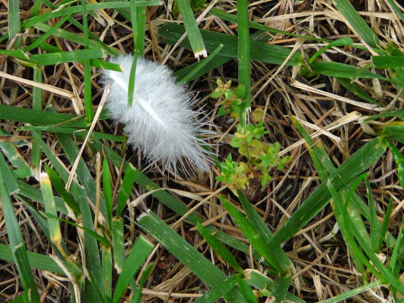 plume