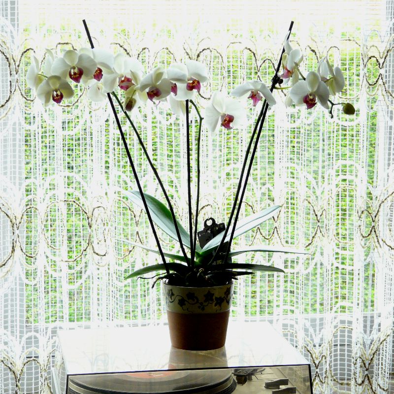 orchidees