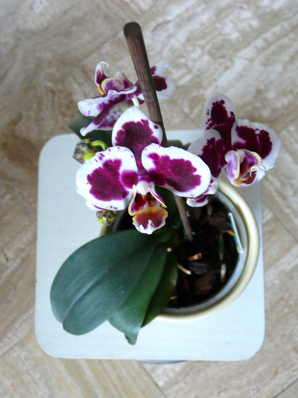 orchidees