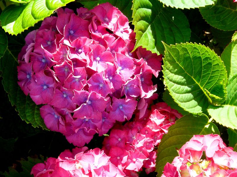 jardin