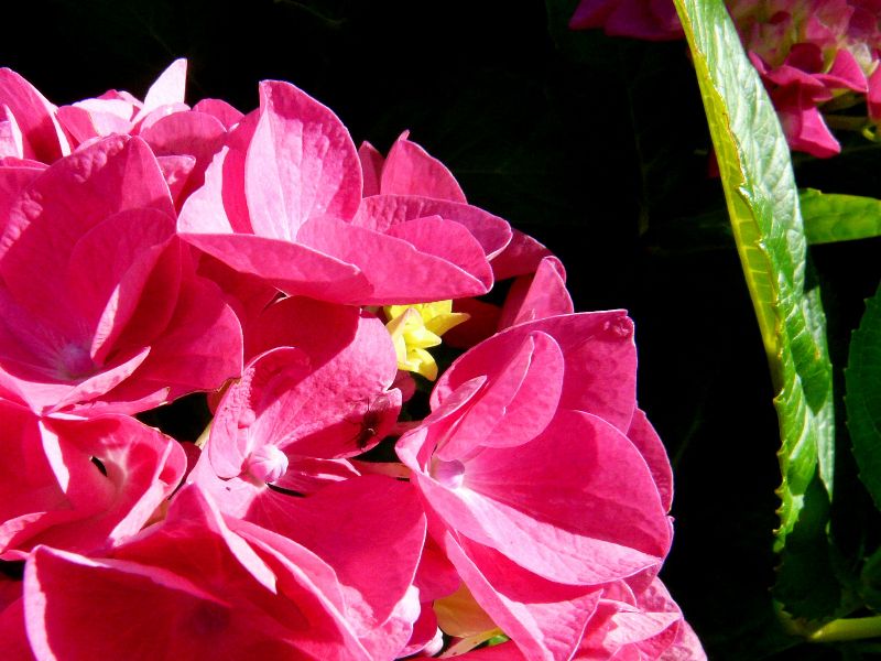 jardin