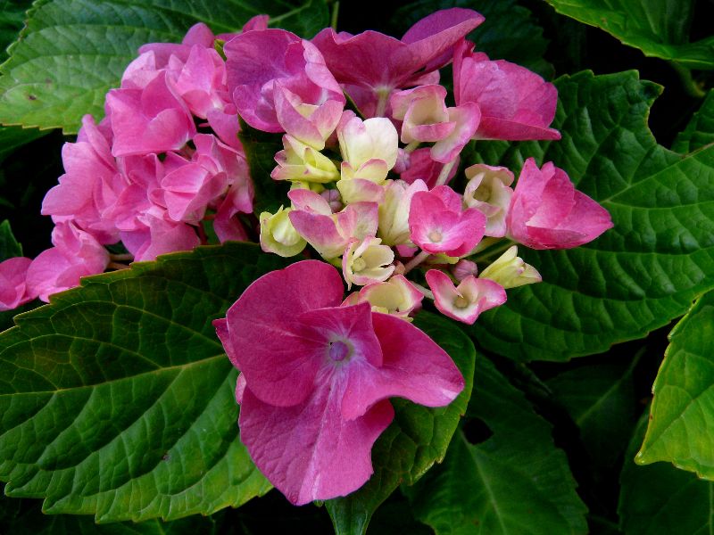 jardin