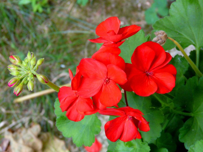 jardin