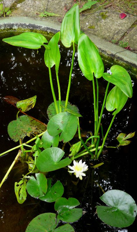 nenuphar