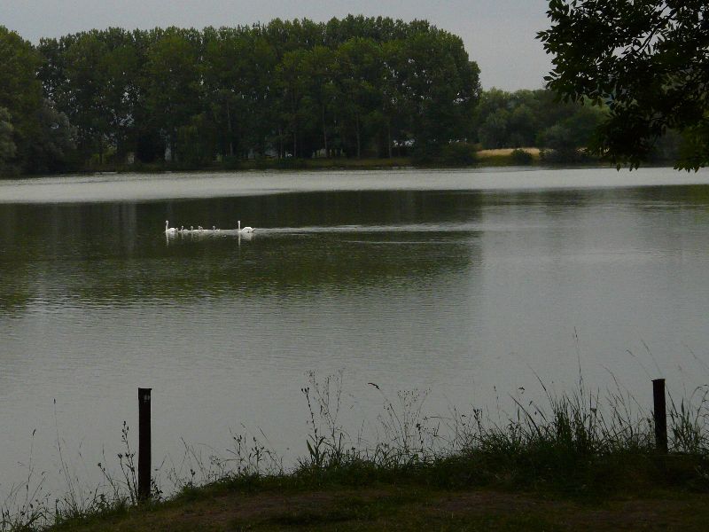 cygnes