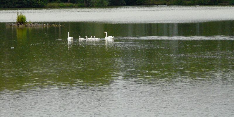 cygnes