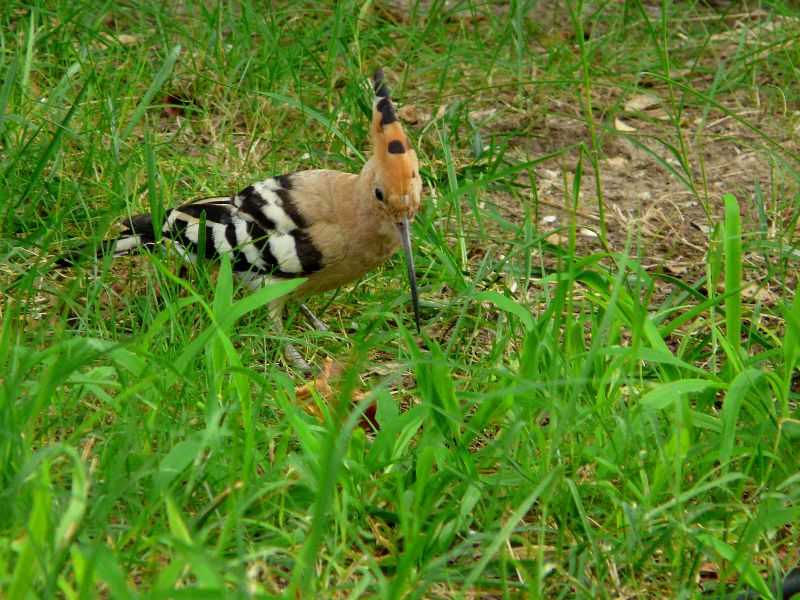 oiseau