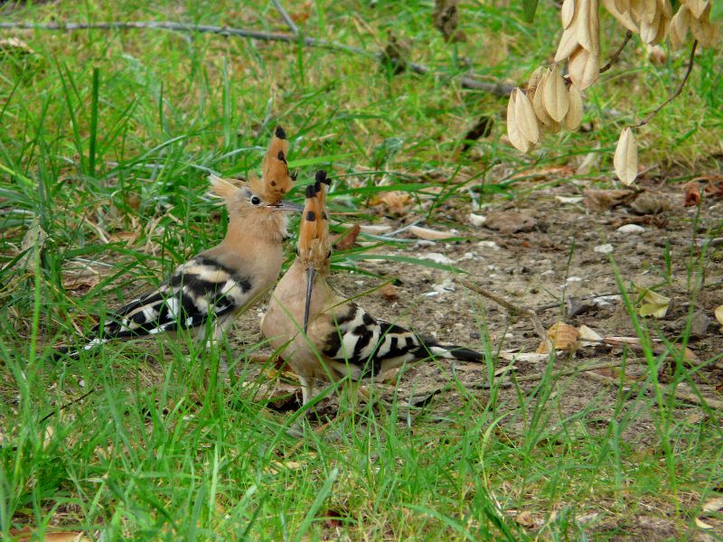 oiseaux