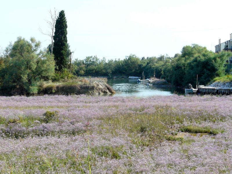 fleurs des marais