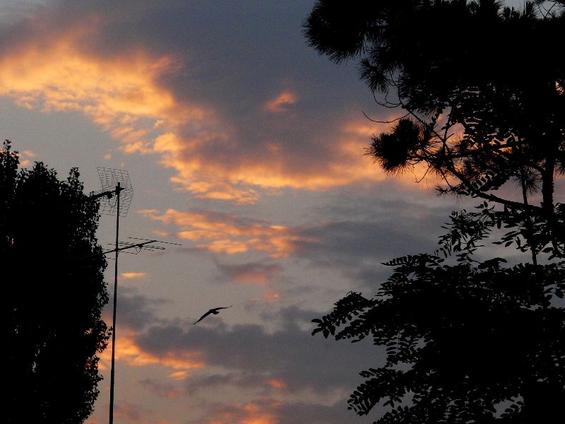 Crepuscule