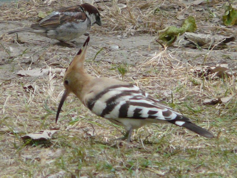 bel oiseau