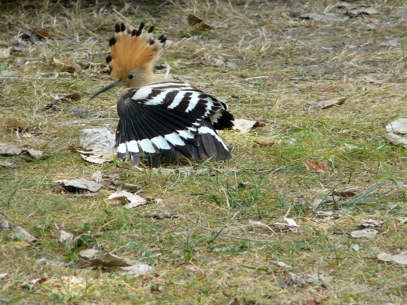 bel oiseau
