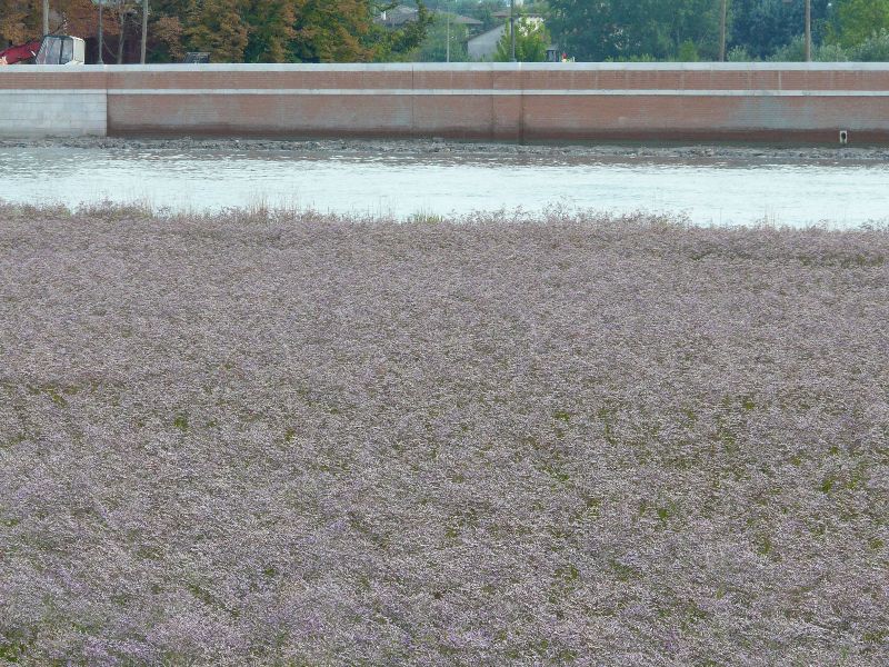 Fleurs des marais