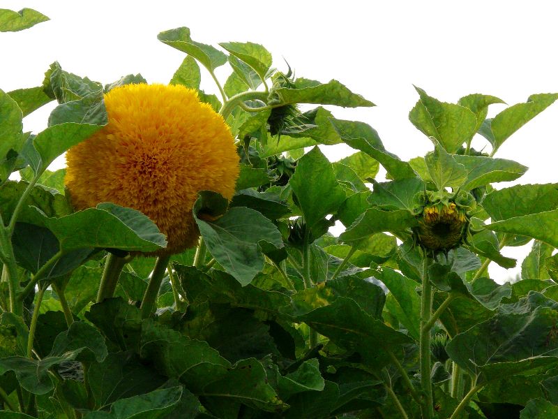 tournesol