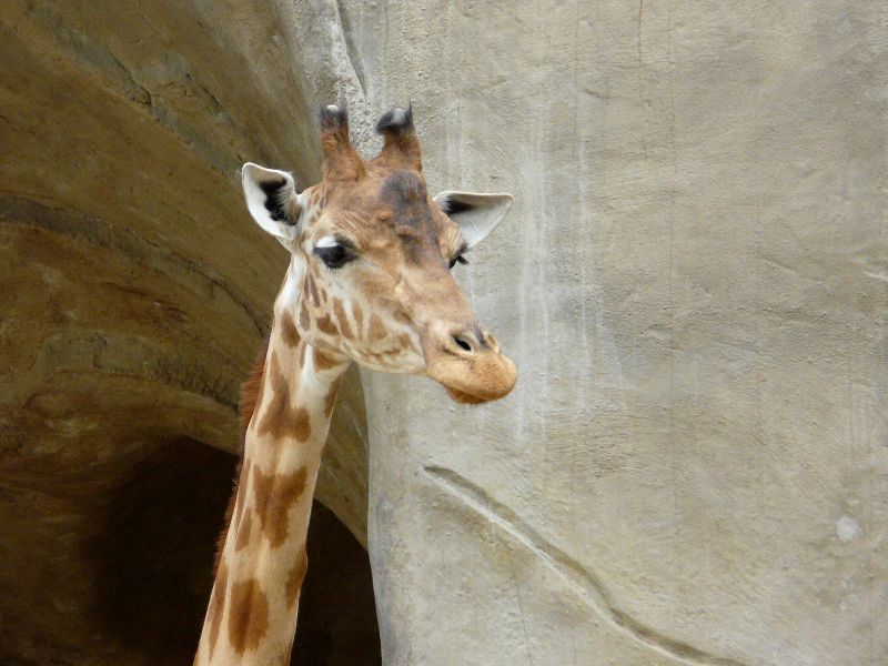 girafe
