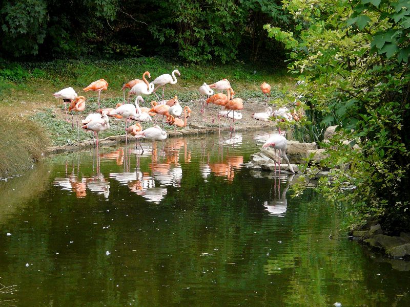flamands roses