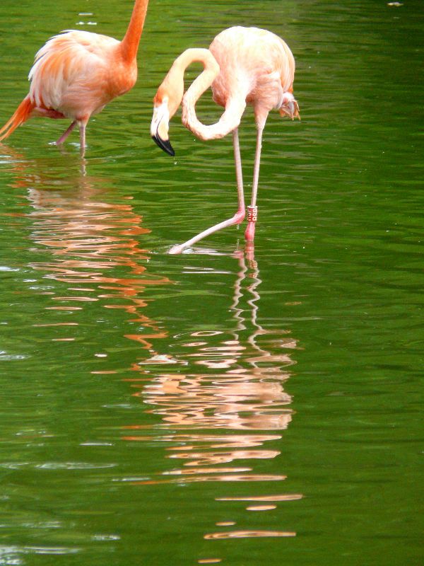 flamands roses
