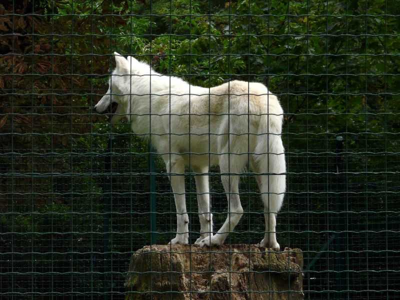 loup arctique