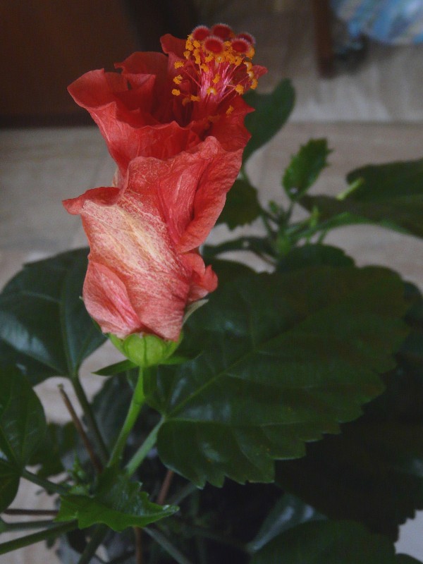 Hibiscus