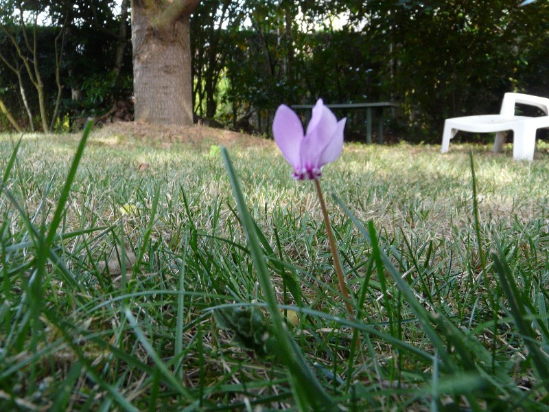 cyclamen