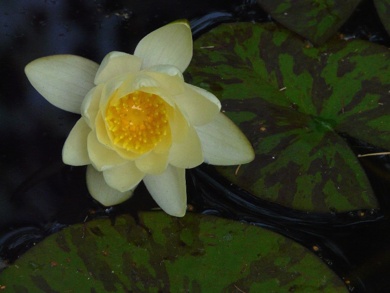 nenuphar