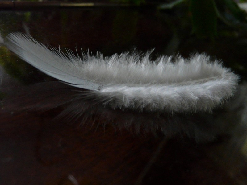plume