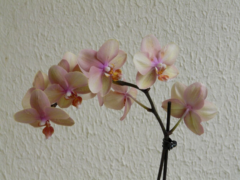 orchid