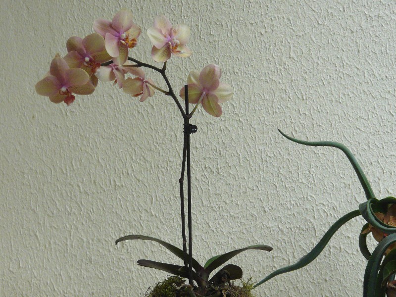 orchide